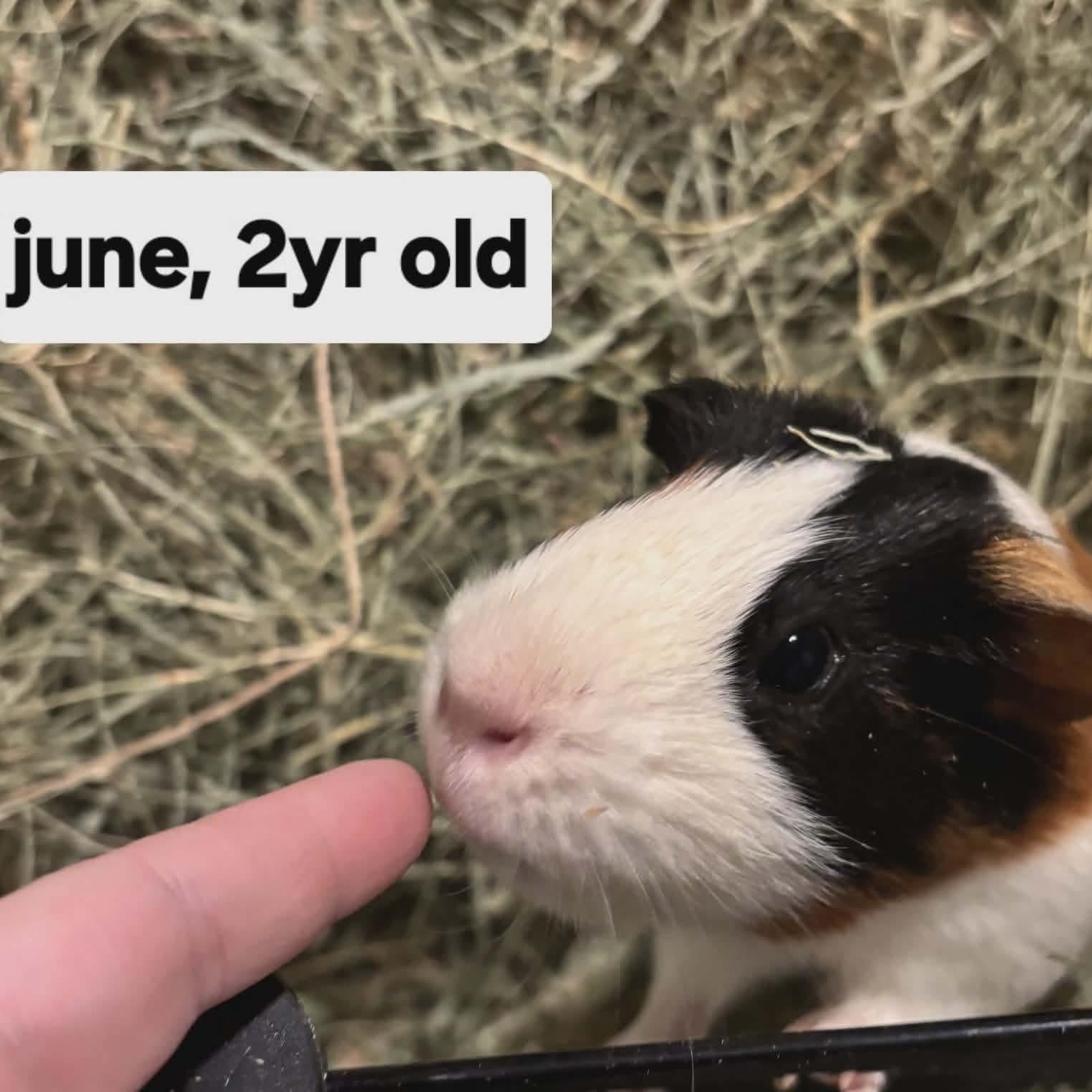 Enlarge June, a ADOPTABLE Guinea Pig in Phoenix, AZ image 1/1