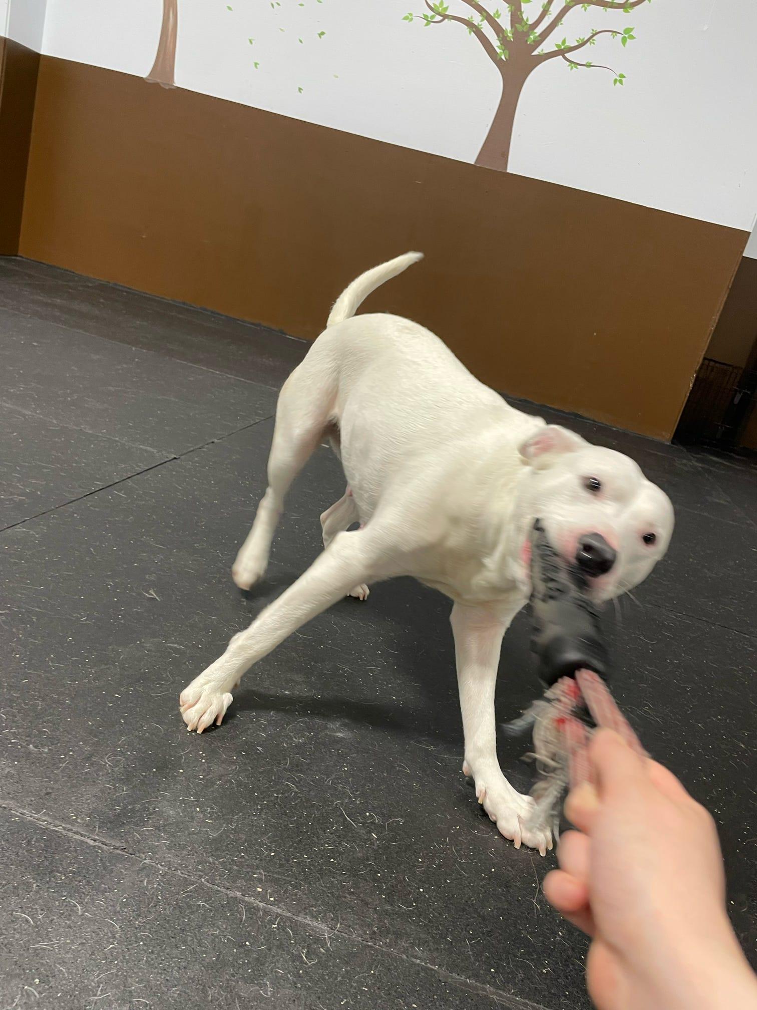 Enlarge Sonny, a Adoptable mixed breed in Johnston, RI image 6/6