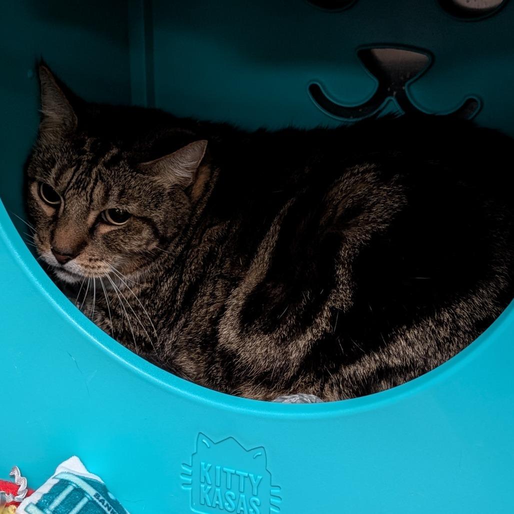Ricky, Adoptable, Senior Male Domestic Medium Hair.