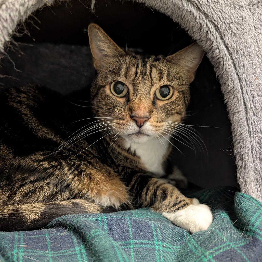Ricky, a Adoptable Domestic Medium Hair in Titusville, FL image 2/3