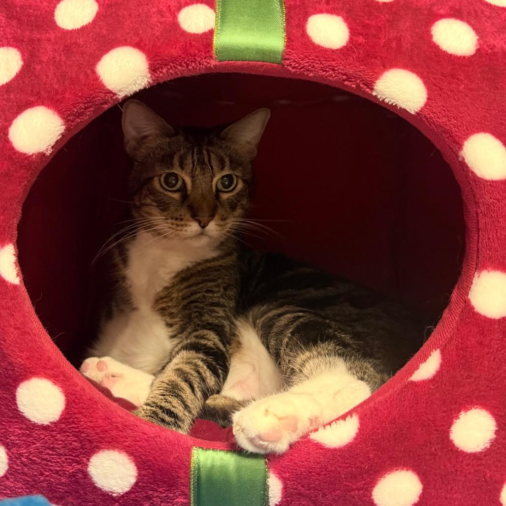 Enlarge Ricky, a Adoptable Domestic Medium Hair in Titusville, FL image 2/3