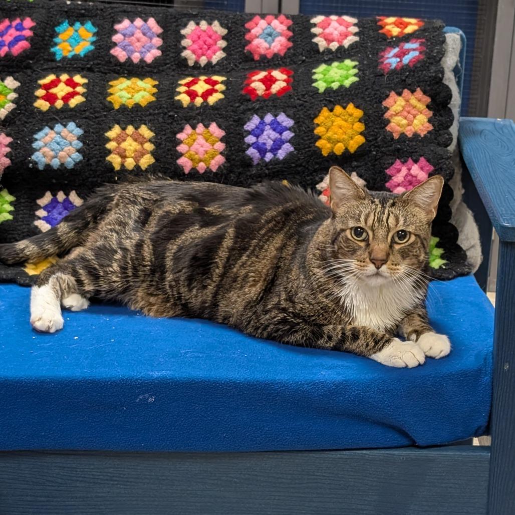 Ricky, a Adoptable Domestic Medium Hair in Titusville, FL image 3/3