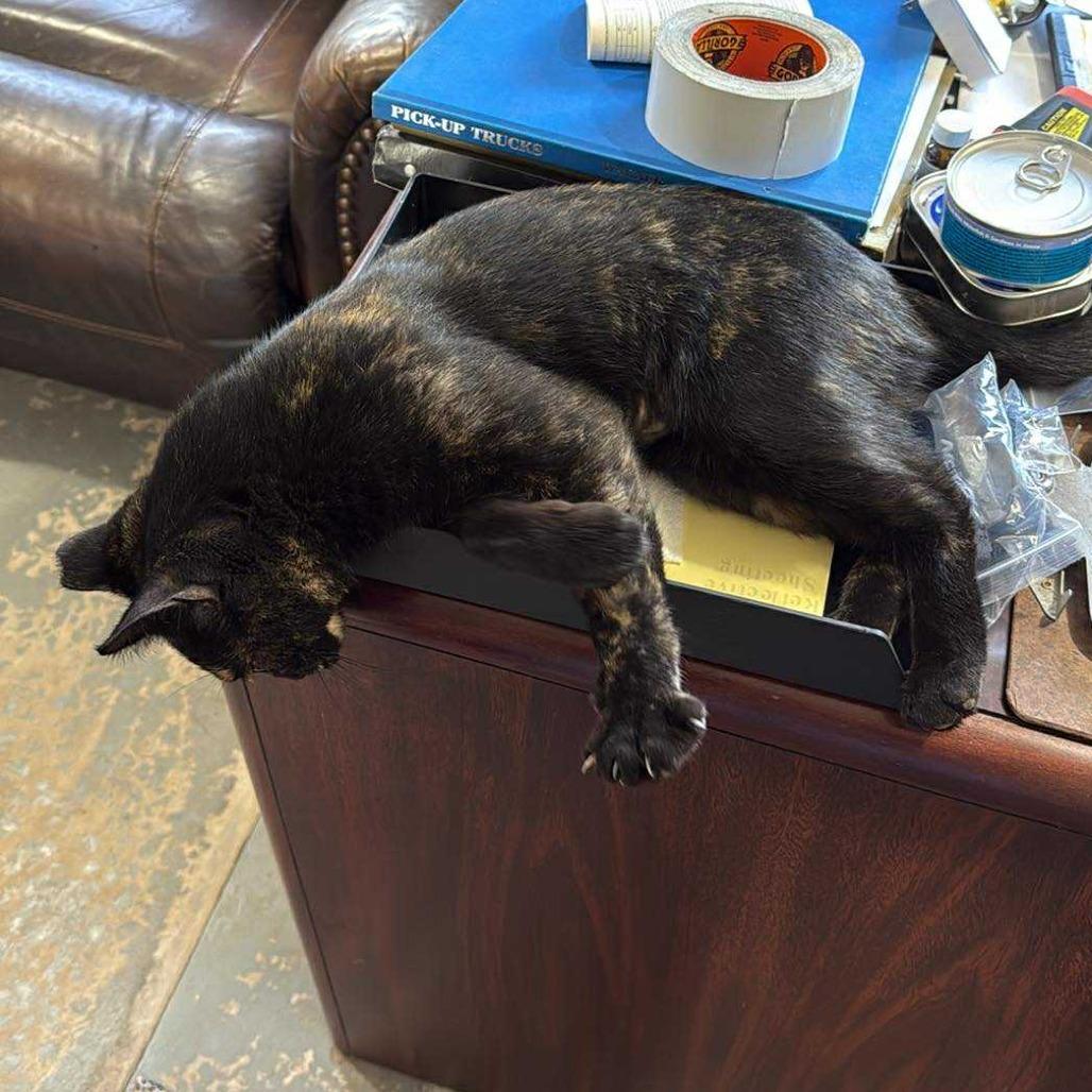 Quinn, Adoptable, Adult Female Domestic Short Hair.