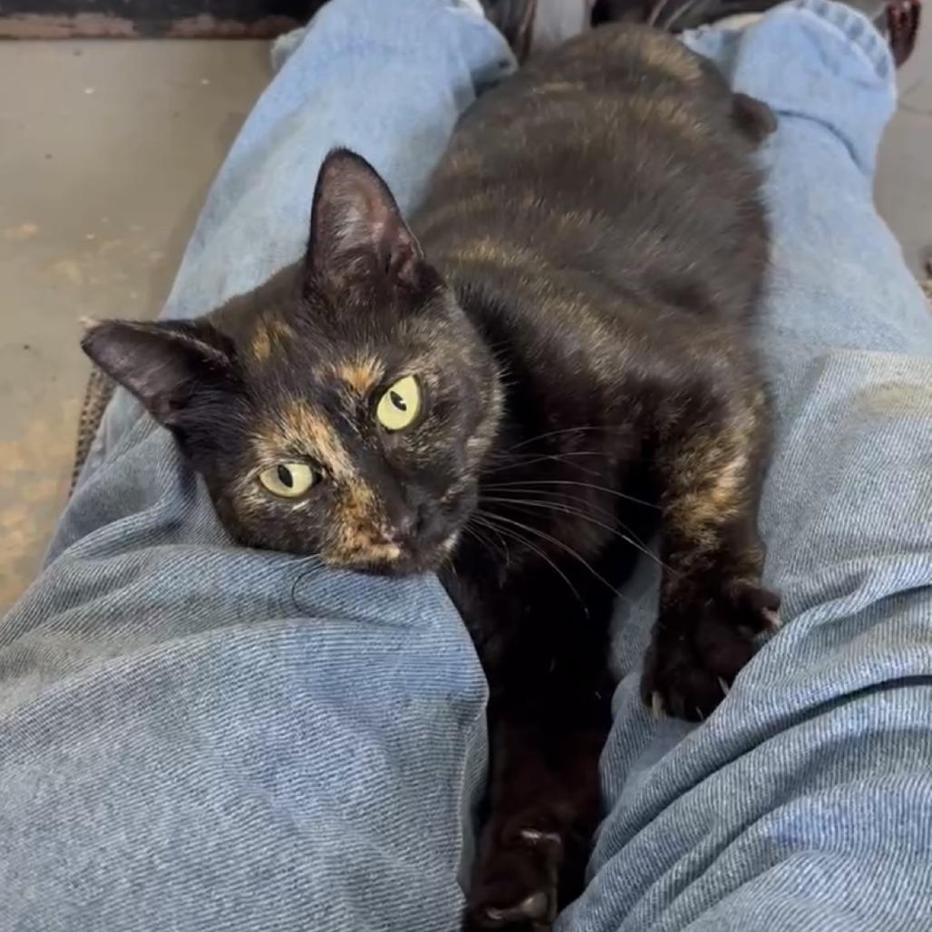 Enlarge Quinn, a Adoptable Domestic Short Hair in Woodstock, VA image 3/5