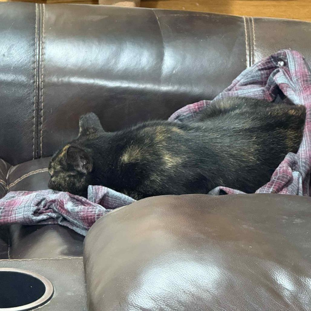 Enlarge Quinn, a Adoptable Domestic Short Hair in Woodstock, VA image 4/5