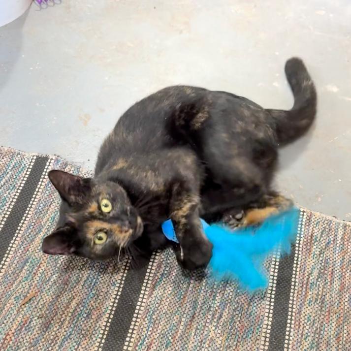 Enlarge Quinn, a Adoptable Domestic Short Hair in Woodstock, VA image 5/5