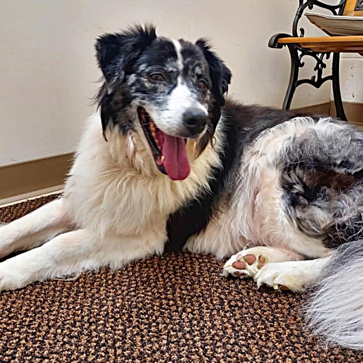 Enlarge Phil, a ADOPTABLE Australian Shepherd in Falls Creek, PA image 4/5