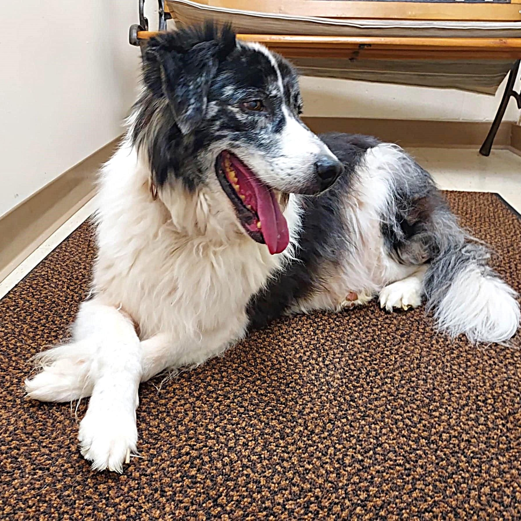 Enlarge Phil, a ADOPTABLE Australian Shepherd in Falls Creek, PA image 3/5