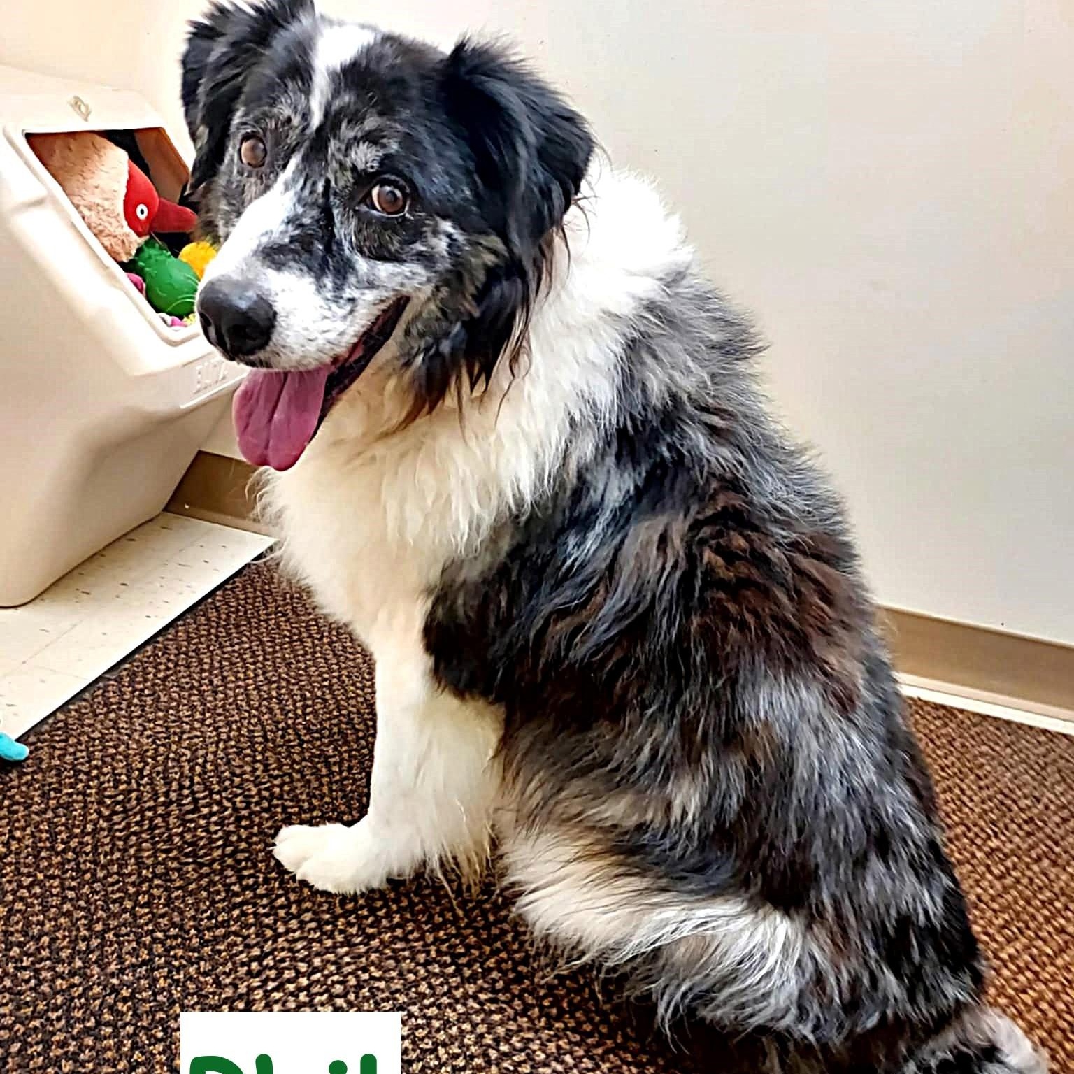 Enlarge Phil, a ADOPTABLE Australian Shepherd in Falls Creek, PA image 2/5