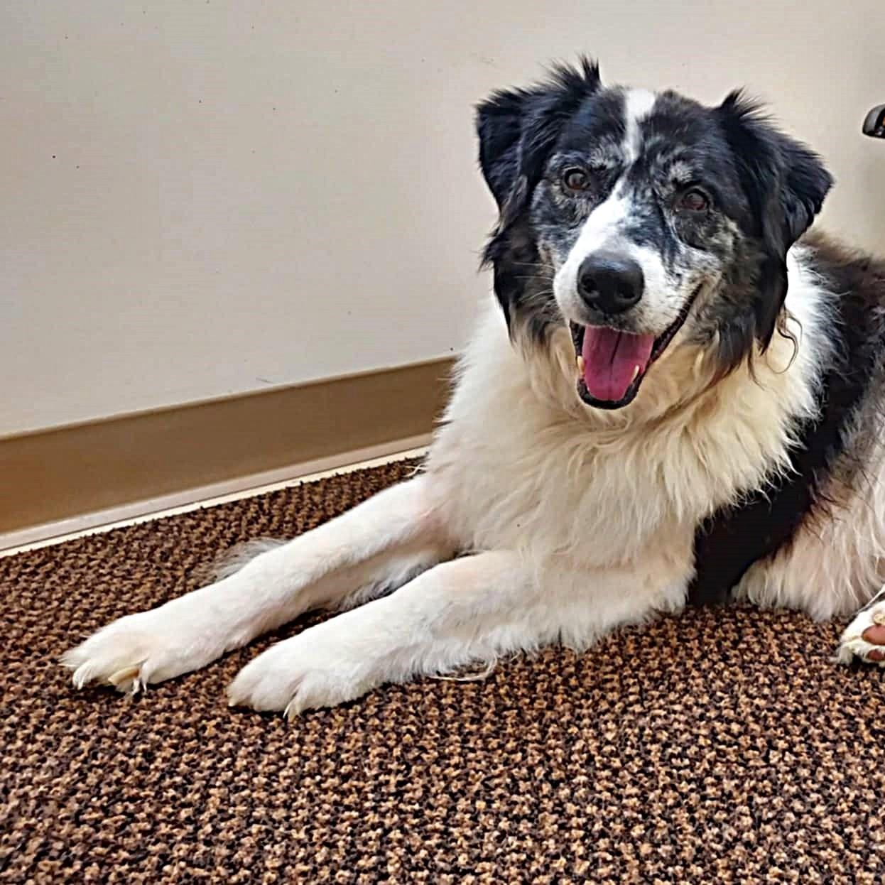 Phil, ADOPTABLE, Senior Male Australian Shepherd.