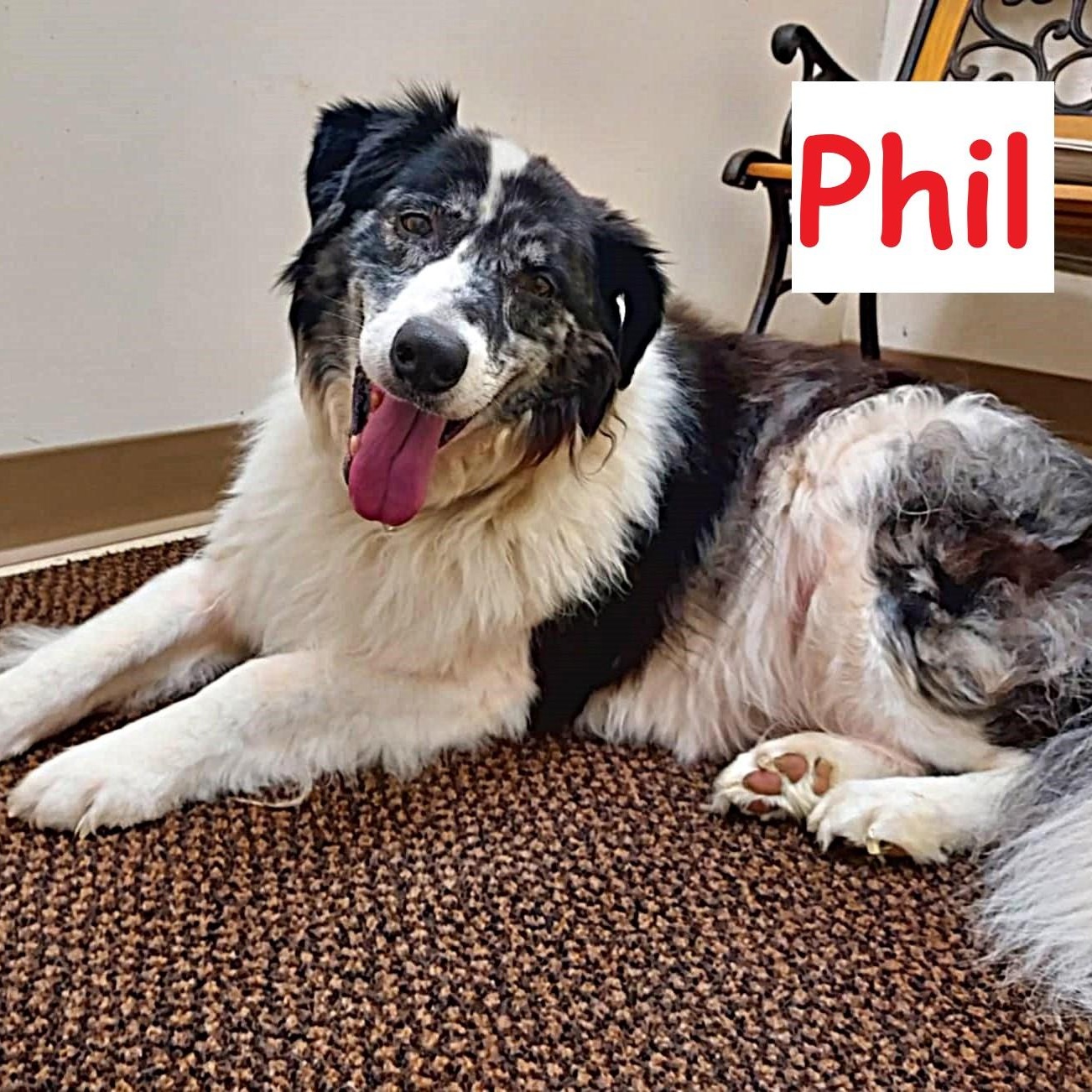 Enlarge Phil, a ADOPTABLE Australian Shepherd in Falls Creek, PA image 5/5