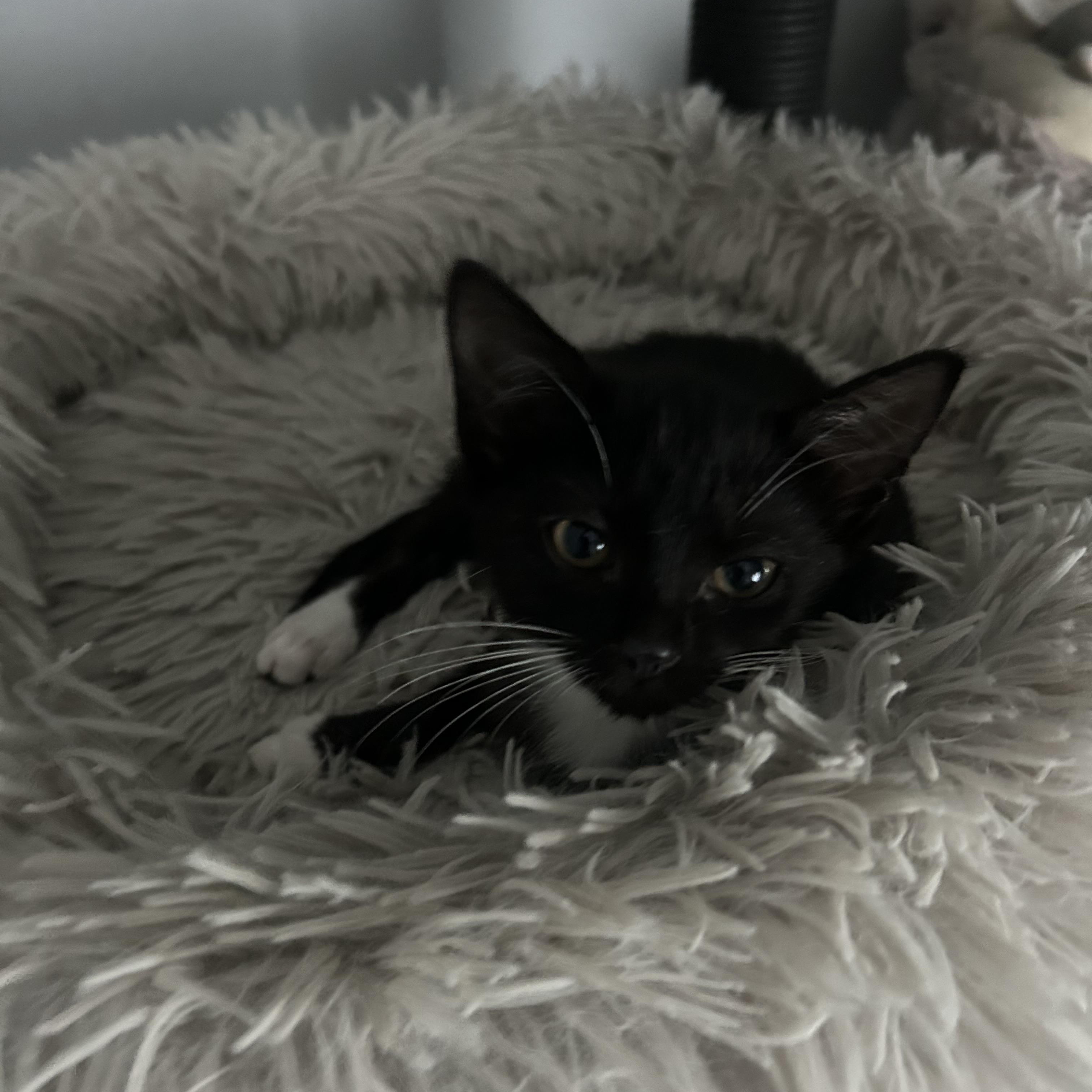 Anne, a Adoptable Domestic Short Hair in Bear, DE image 3/6