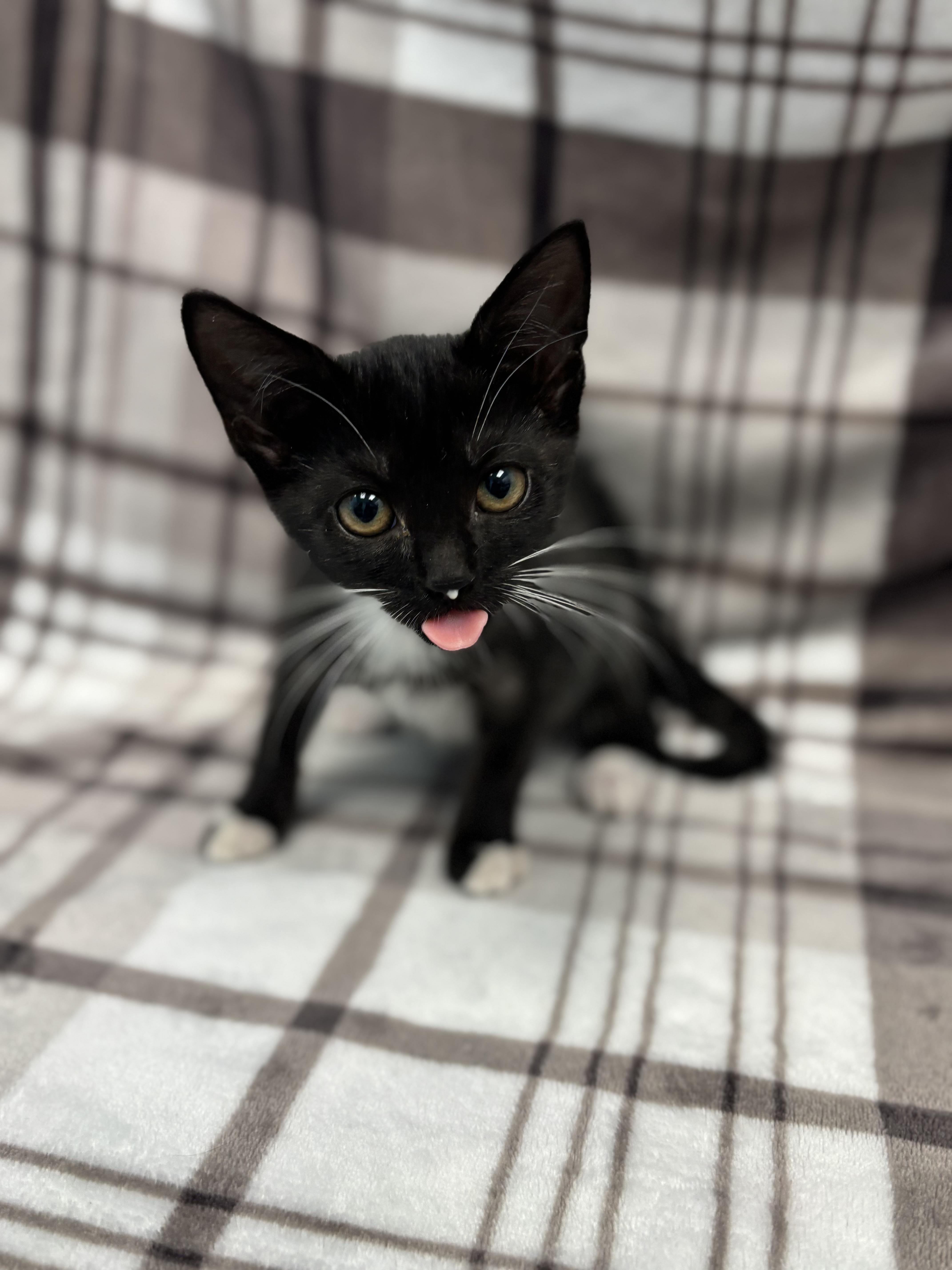 Anne, a Adoptable Domestic Short Hair in Bear, DE image 4/6