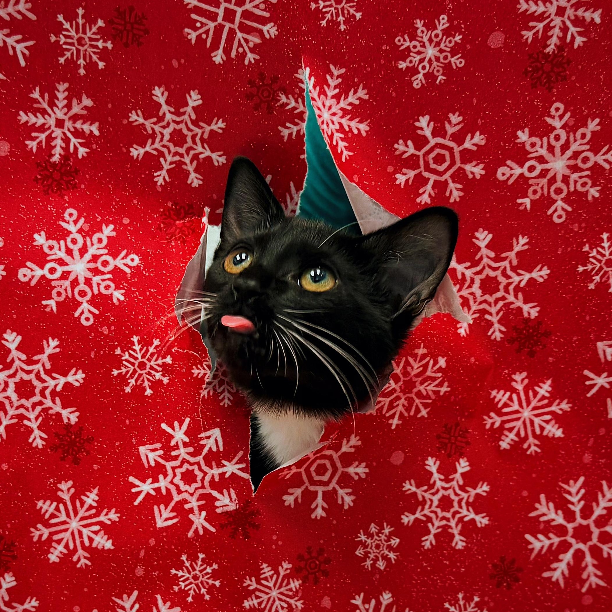 Anne, a Adoptable Domestic Short Hair in Bear, DE image 1/6