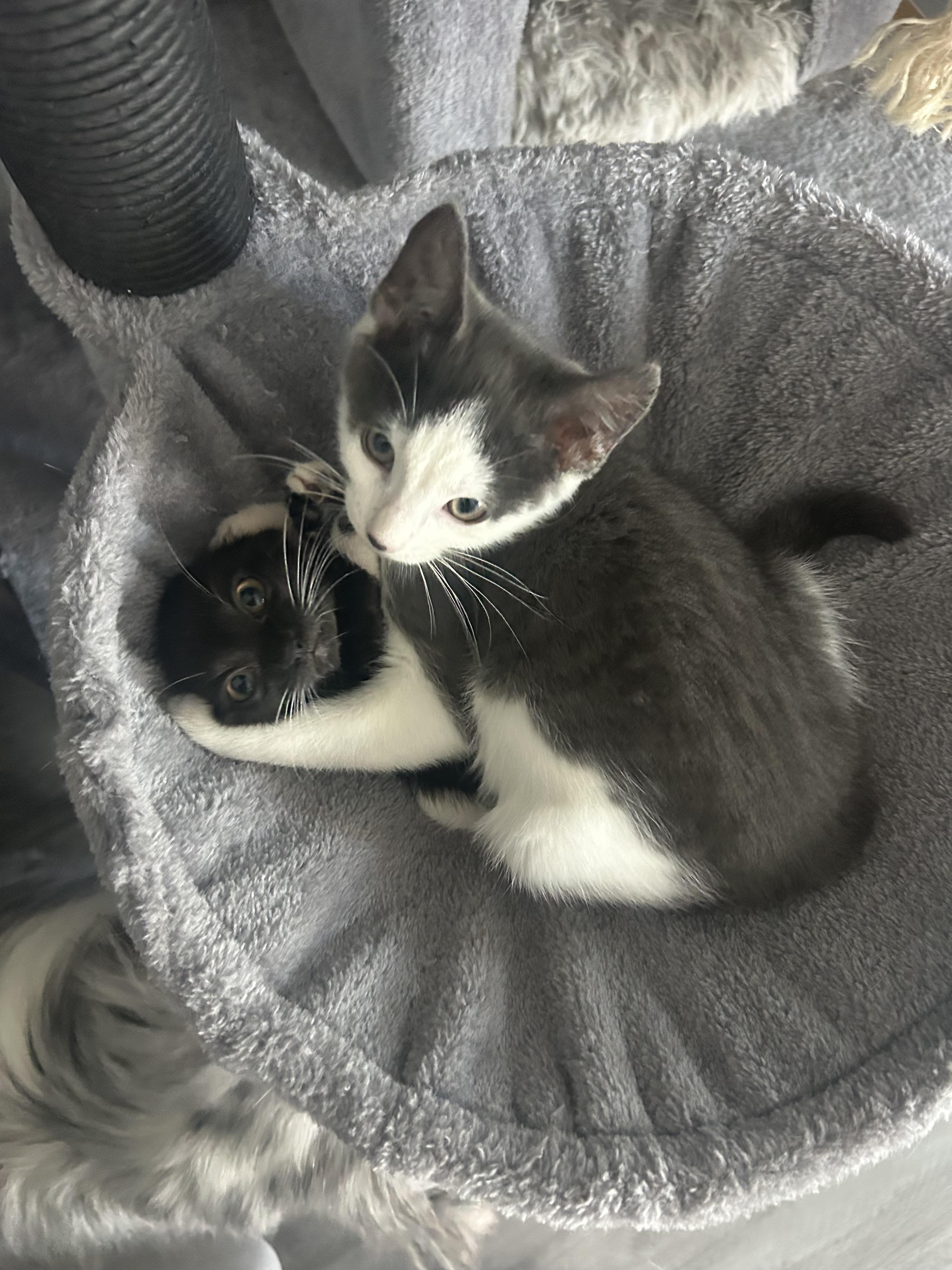 Anne, a Adoptable Domestic Short Hair in Bear, DE image 5/6