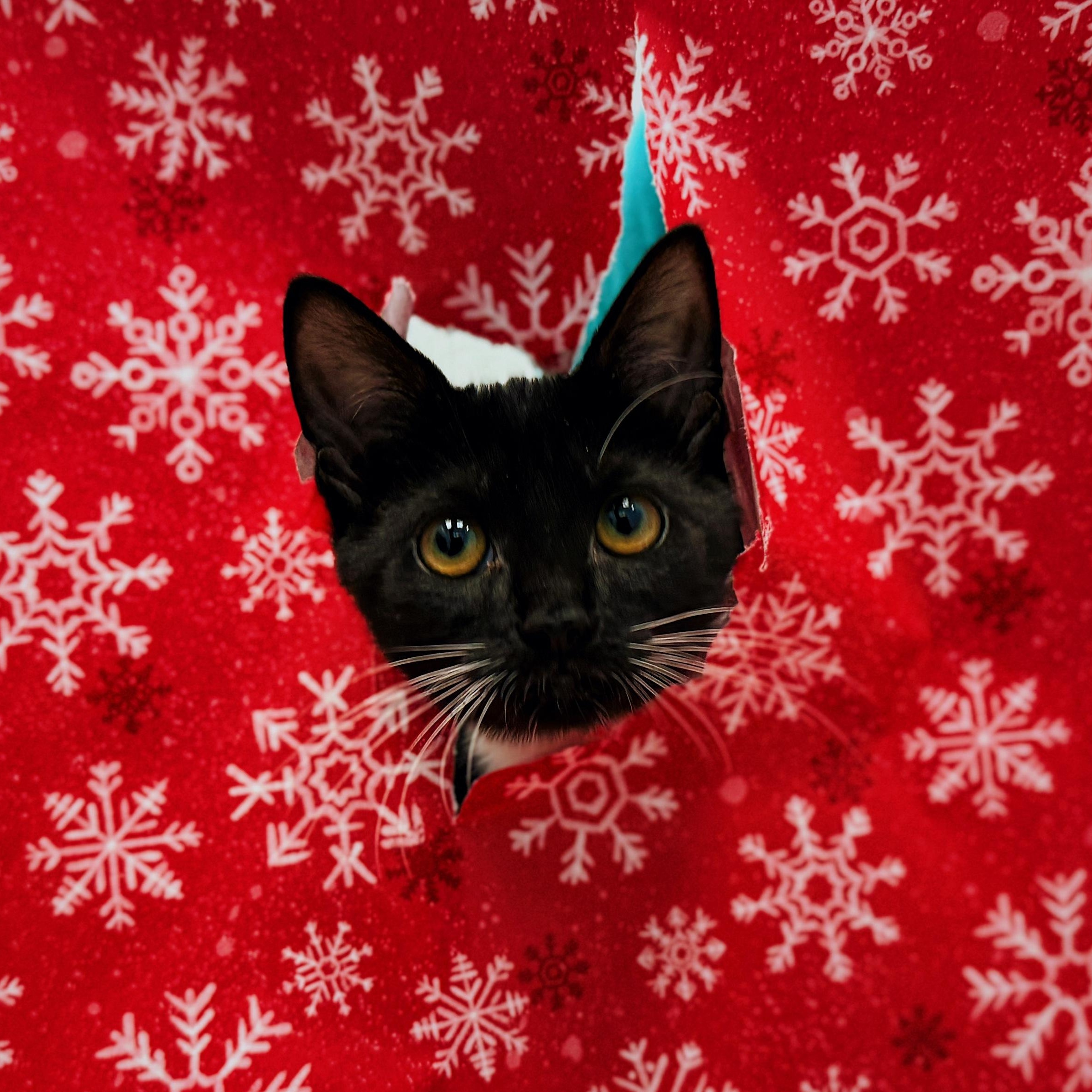 Anne, a Adoptable Domestic Short Hair in Bear, DE image 2/6