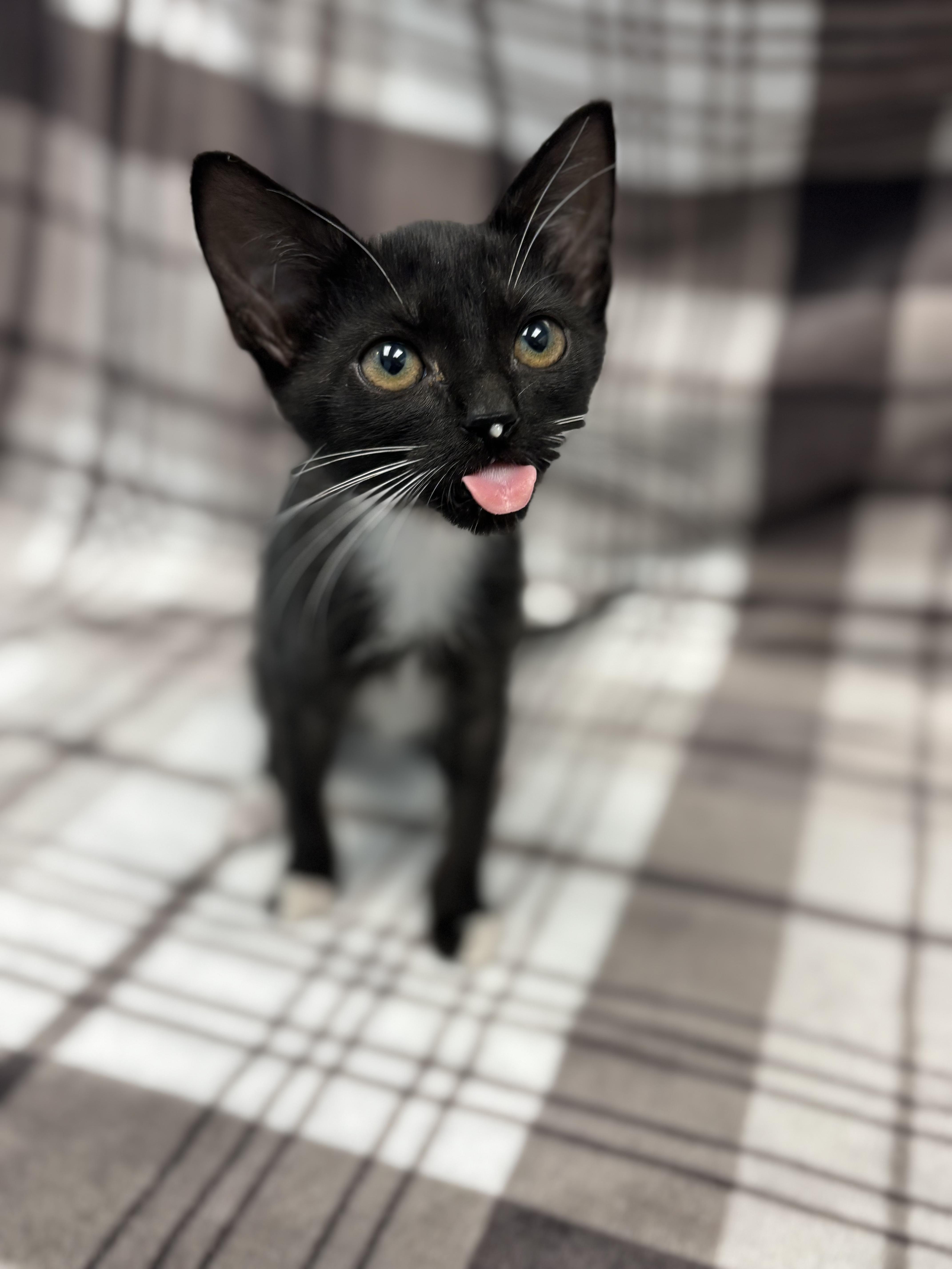 Anne, a Adoptable Domestic Short Hair in Bear, DE image 6/6