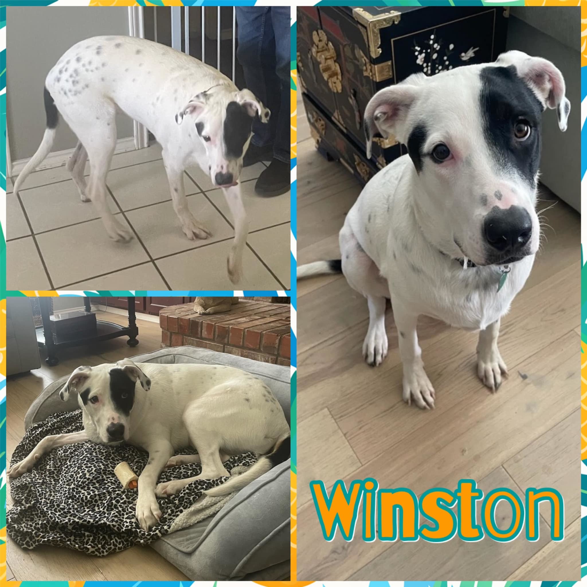 Winston, Young Male Australian Cattle Dog / Blue Heeler