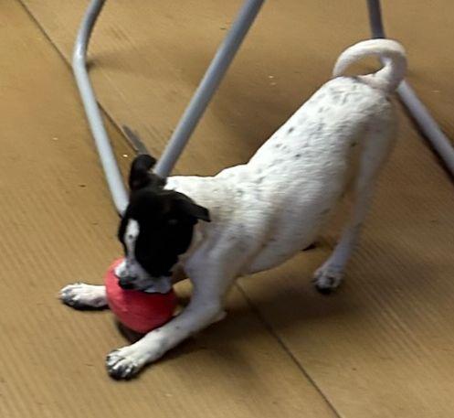 Enlarge TILLY (ohiosdrescue@gmail.com), an adopted mixed breed in Elyria, OH image 5/5