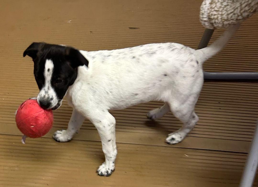 Enlarge TILLY (ohiosdrescue@gmail.com), an adopted mixed breed in Elyria, OH image 3/5