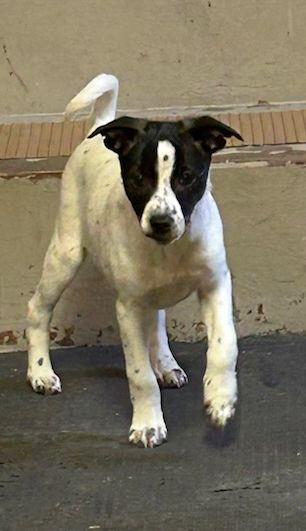 Enlarge TILLY (ohiosdrescue@gmail.com), an adopted mixed breed in Elyria, OH image 2/5