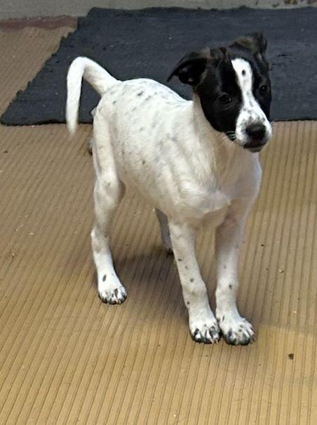 Enlarge TILLY (ohiosdrescue@gmail.com), an adopted mixed breed in Elyria, OH image 4/5