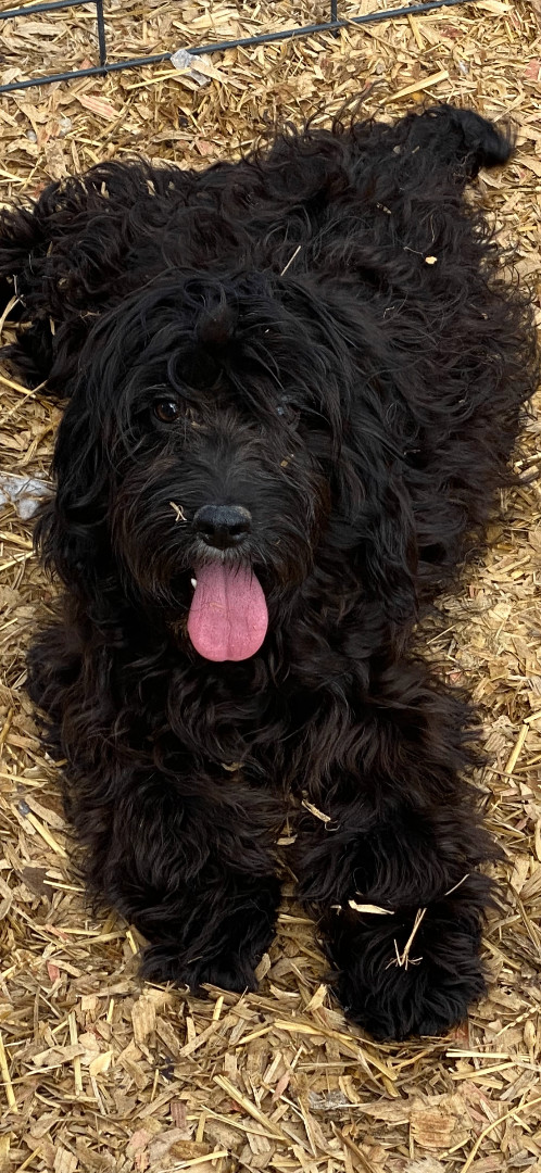 Brinks, an adopted Cockapoo Mix in St Peters , MO_image-1