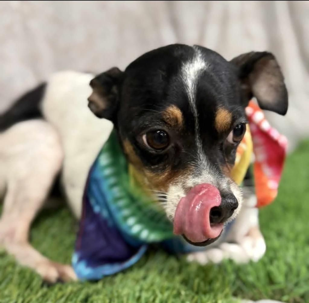 Enlarge Emma, a Adoptable mixed breed in Lemoore, CA image 1/1