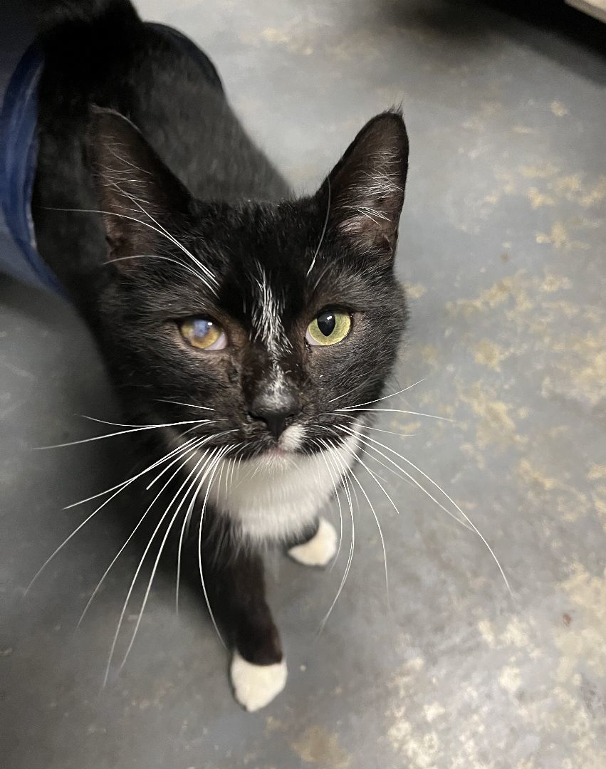 Enlarge Scout, a Adoptable Tuxedo in Shingletown, CA image 4/5