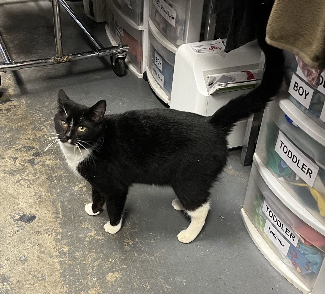 Enlarge Scout, a Adoptable Tuxedo in Shingletown, CA image 2/5