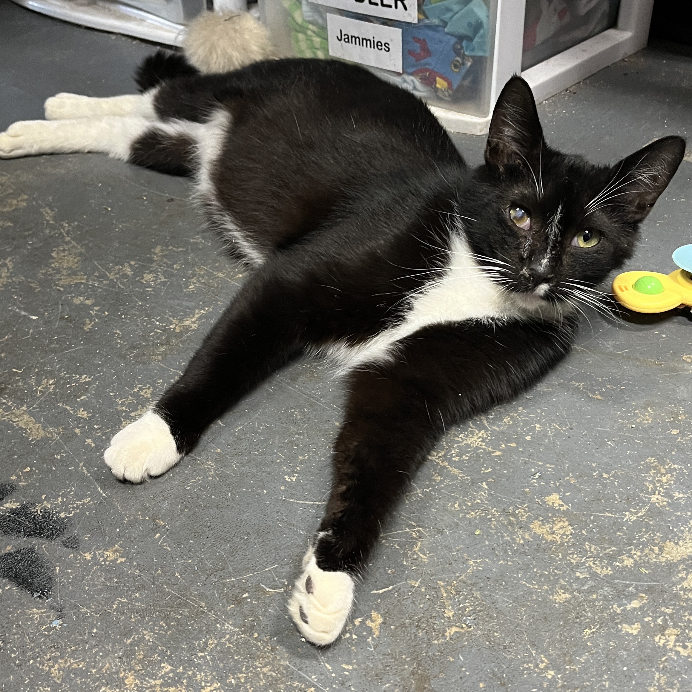 Scout, Adoptable, Adult Male Tuxedo.