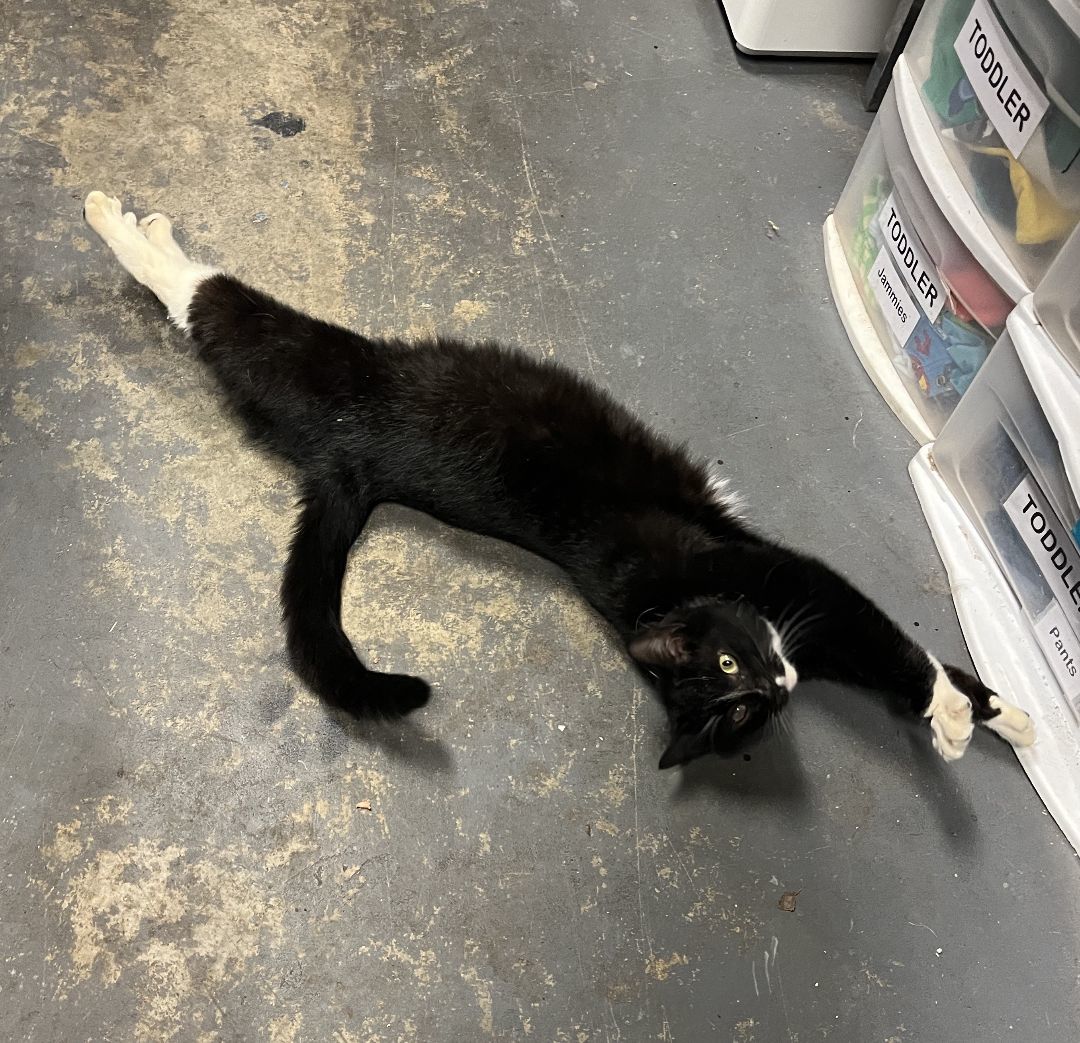 Enlarge Scout, a Adoptable Tuxedo in Shingletown, CA image 3/5