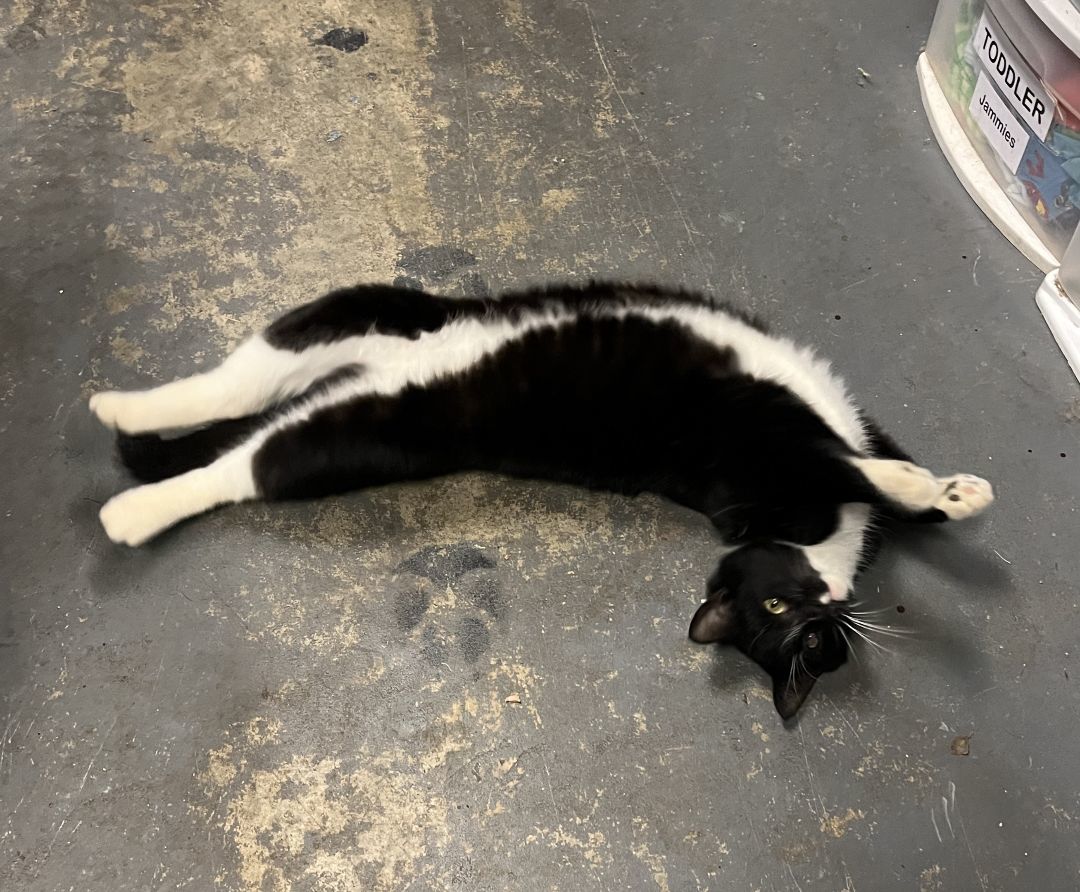 Enlarge Scout, a Adoptable Tuxedo in Shingletown, CA image 5/5