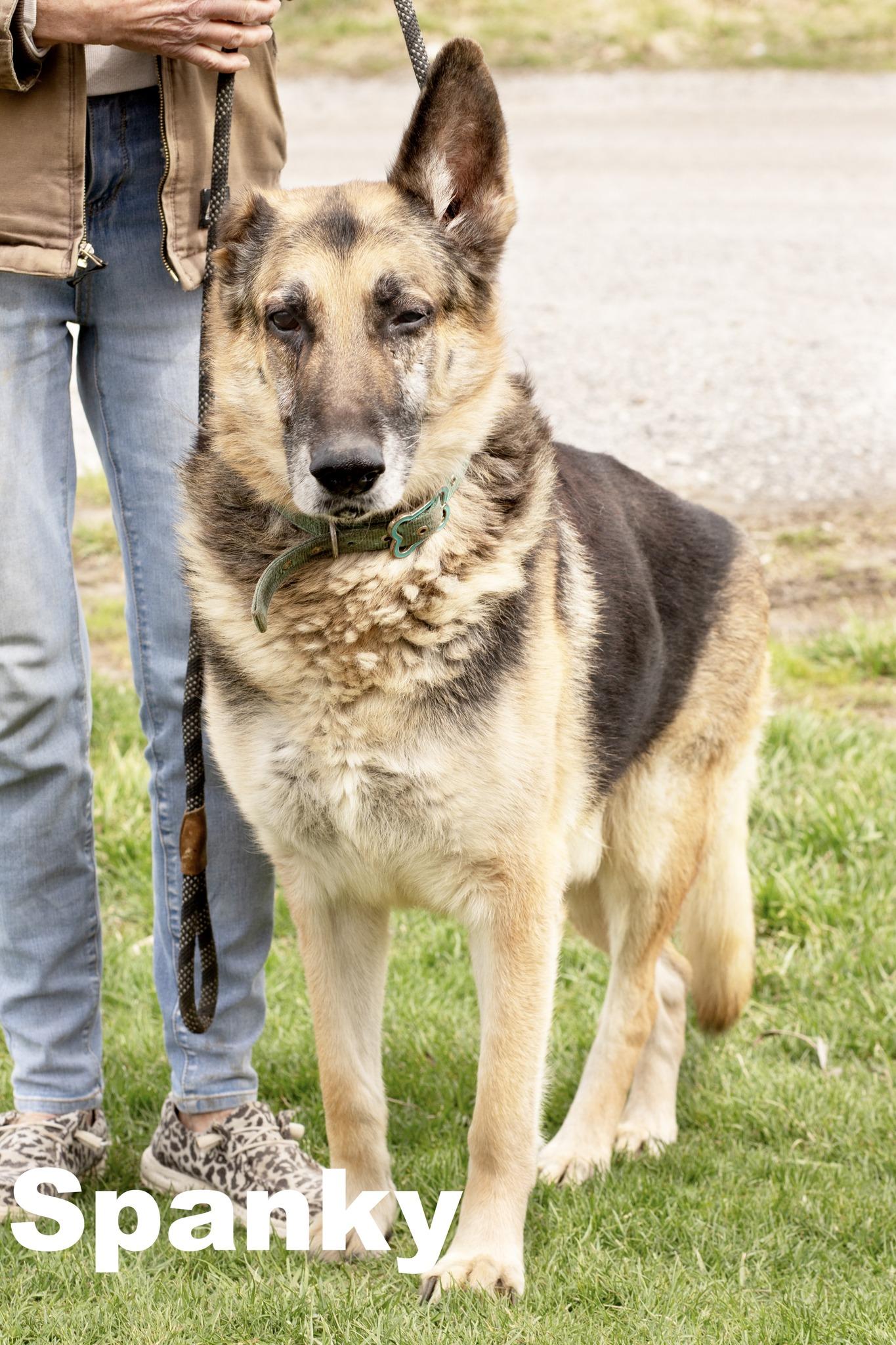 Spanky, adopted, Senior Male German Shepherd Dog.