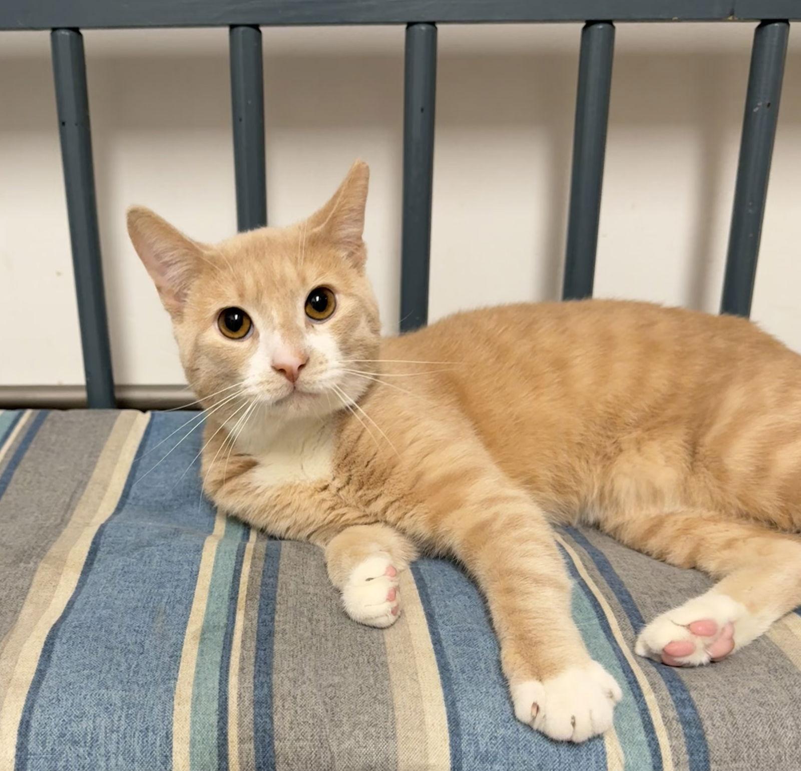 Enlarge Teddy, a Adoptable Domestic Short Hair in Newtown Square, PA image 2/2