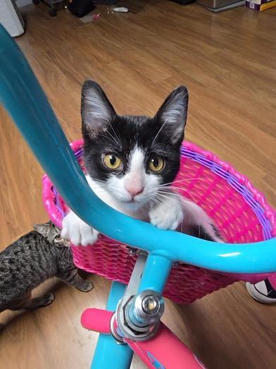 Purrla — thumbnail 2