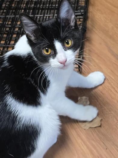 Purrla — thumbnail 3