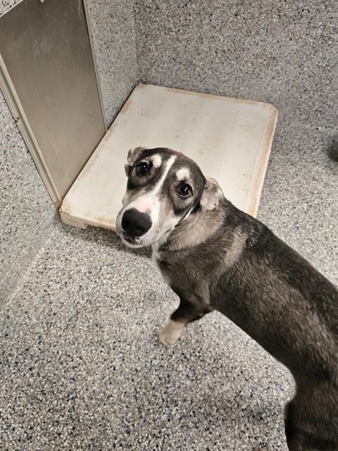 Enlarge RHEA, a Adoptable mixed breed in Paradise, CA image 1/1