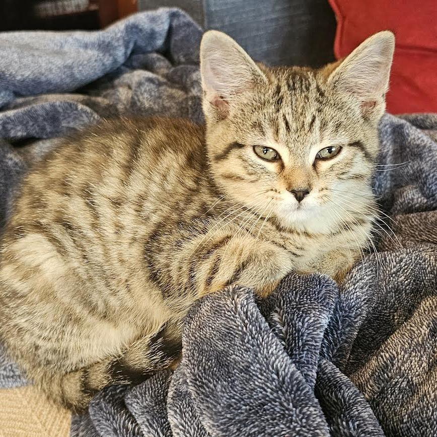 Tigra, Adoptable, Kitten Female Domestic Short Hair.