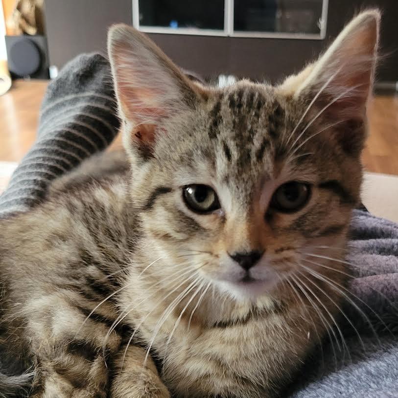 Tigra, a Adoptable Domestic Short Hair in Cincinnati, OH image 2/4