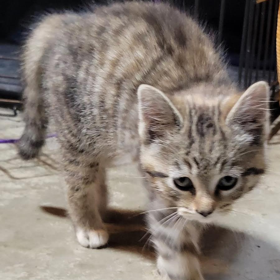 Tigra, a Adoptable Domestic Short Hair in Cincinnati, OH image 3/4