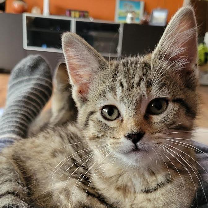 Tigra, a Adoptable Domestic Short Hair in Cincinnati, OH image 4/4