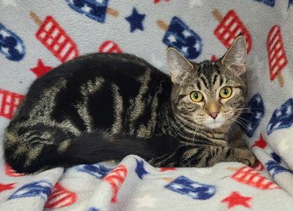 Enlarge 6900 (Darcy), a Adoptable Domestic Short Hair in Lake City, MI image 1/1