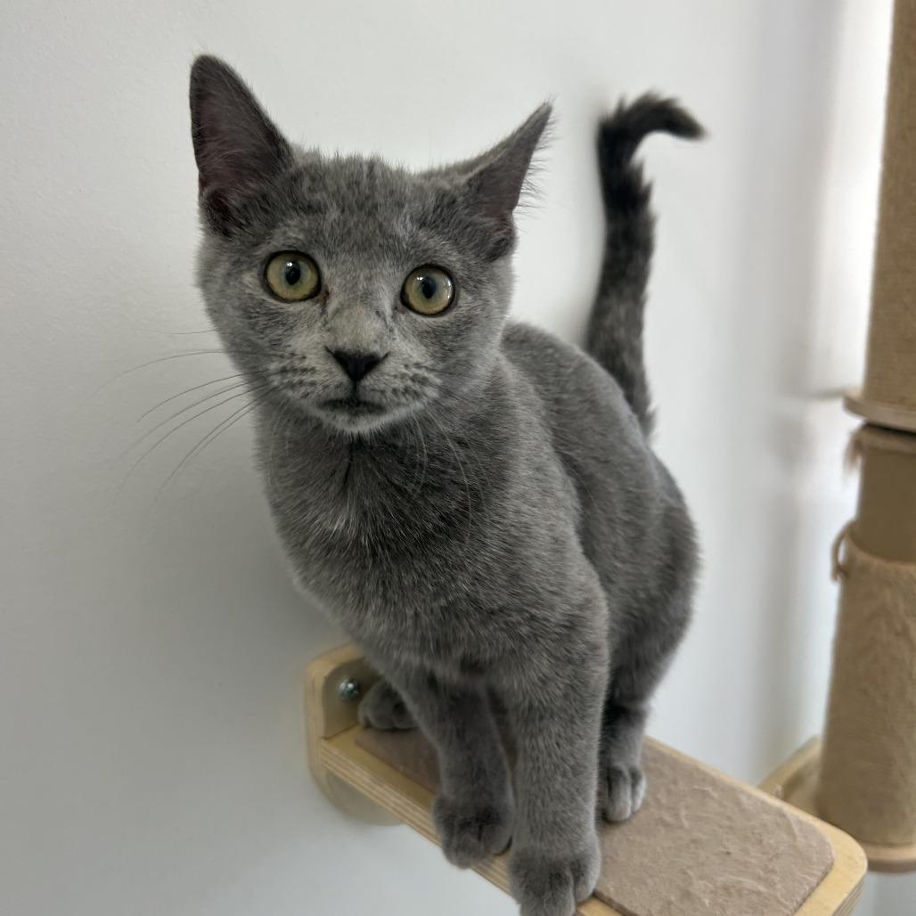 Robin, Adoptable, Kitten Female Domestic Short Hair.