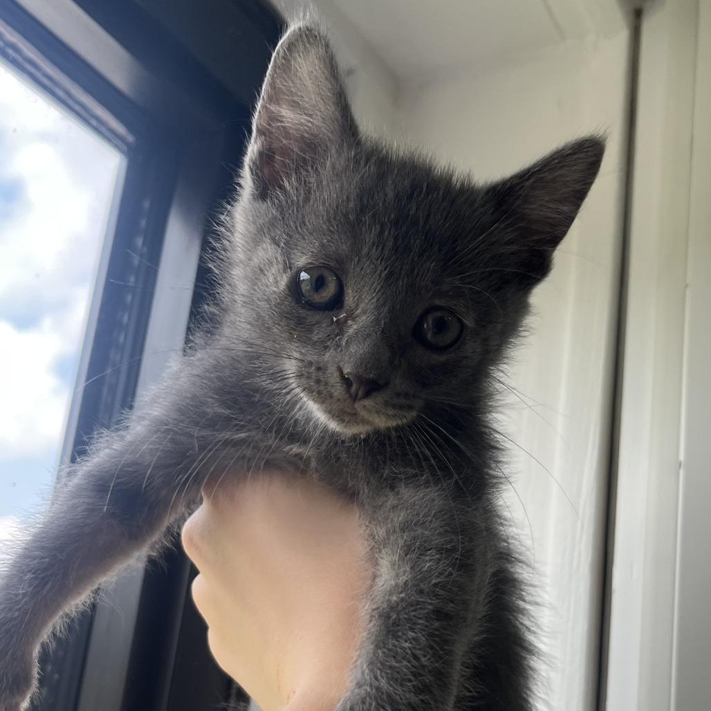Robin, Adoptable, Kitten Female Domestic Short Hair.
