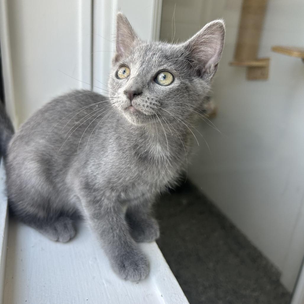 Robin, a Adoptable Domestic Short Hair in St. Louis, MO image 2/4