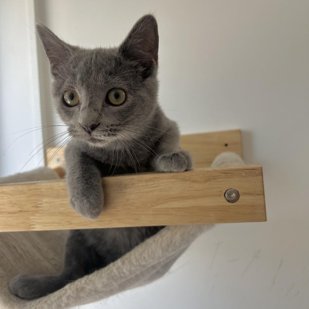 Enlarge Robin, a Adoptable Domestic Short Hair in St. Louis, MO image 4/6