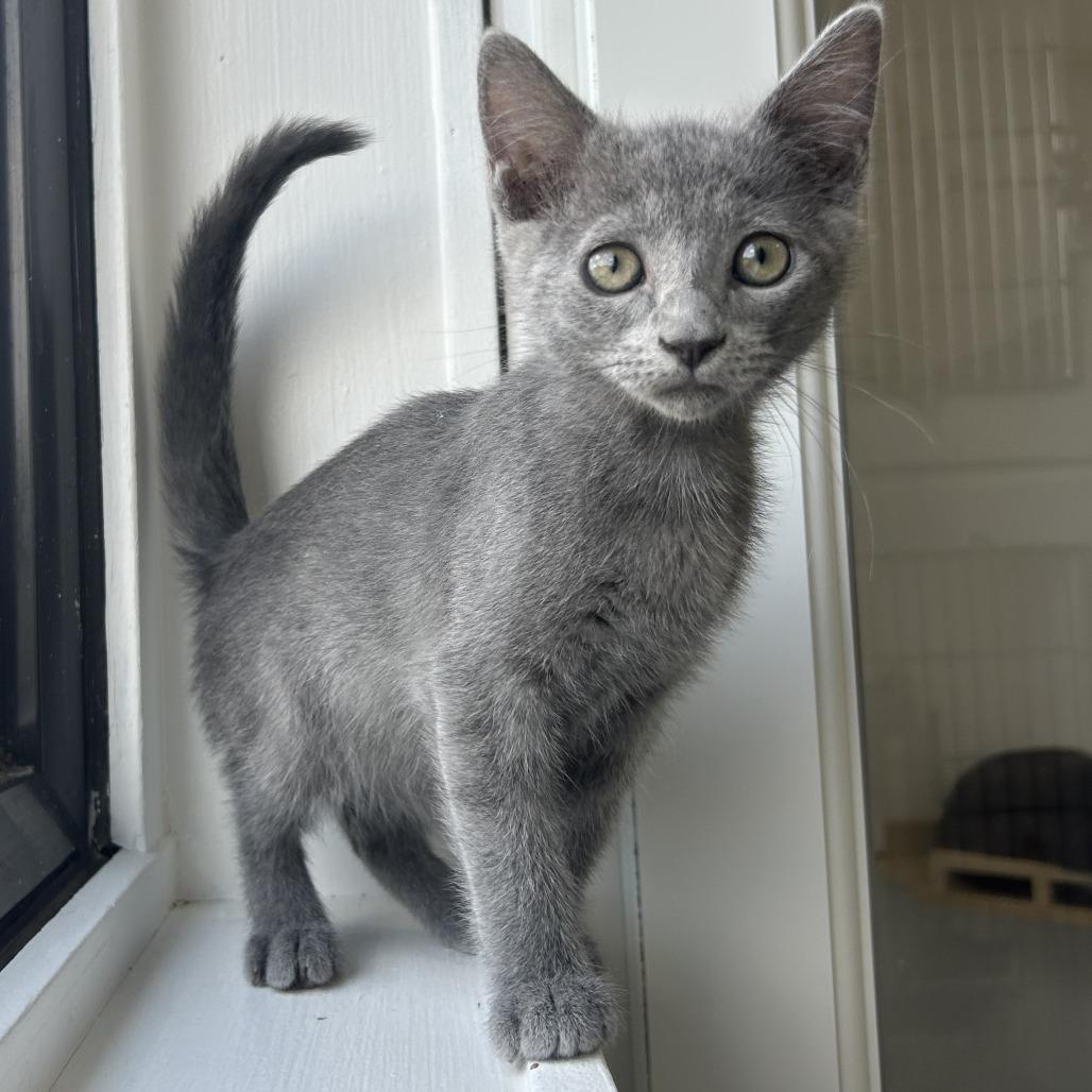 Robin, a Adoptable Domestic Short Hair in St. Louis, MO image 3/4