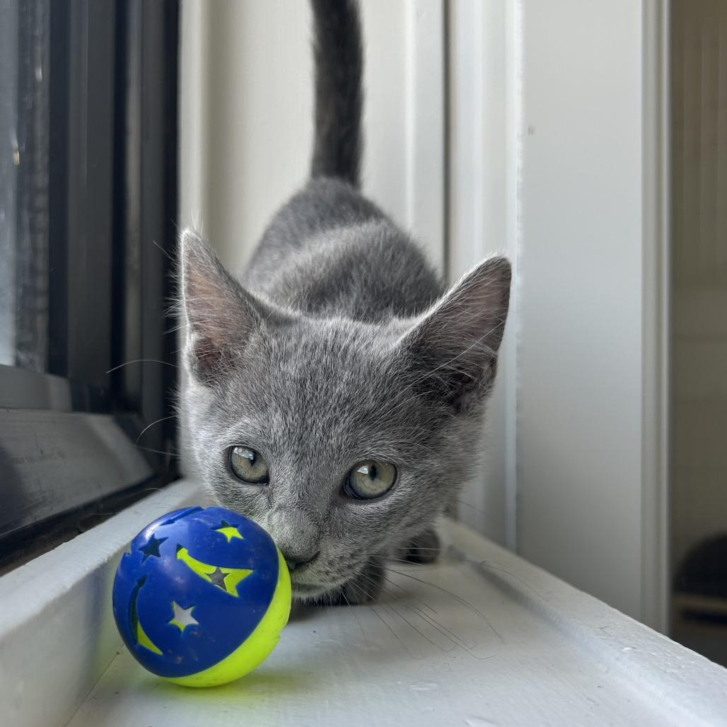 Robin, a Adoptable Domestic Short Hair in St. Louis, MO image 4/4