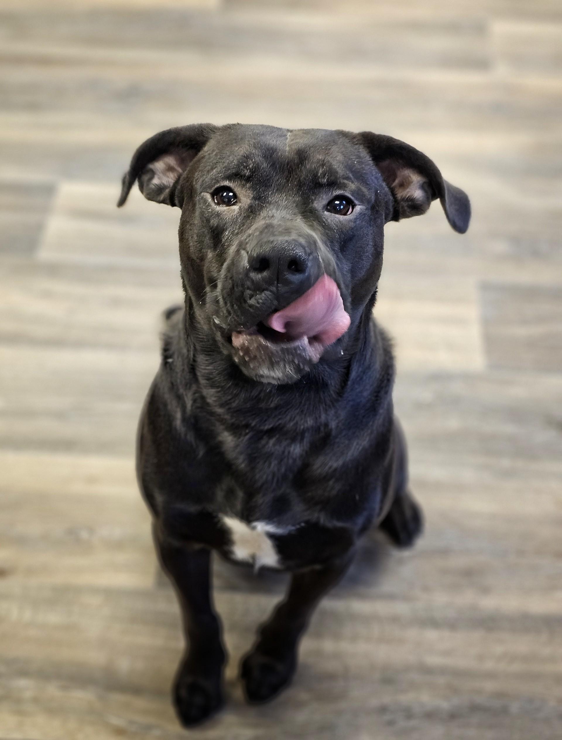 Enlarge Calloway (Prison Dog), a ADOPTABLE mixed breed in Bay City, MI image 2/3